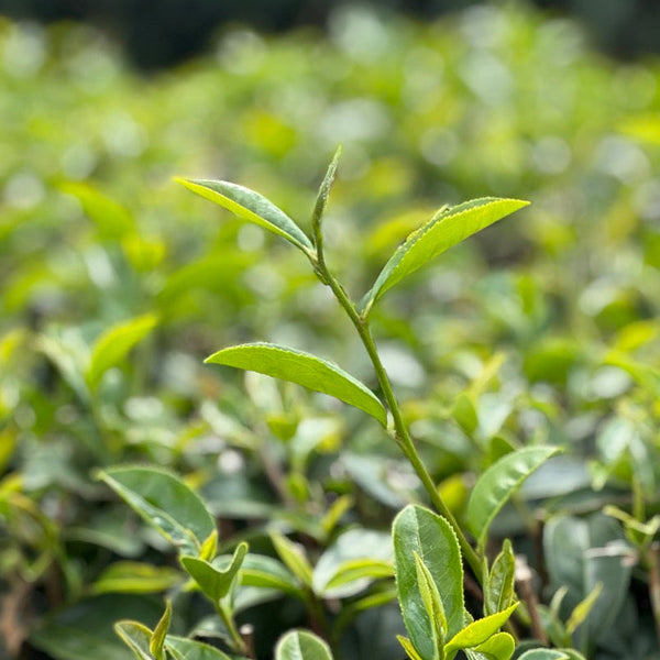 Camellia sinensis and varieties of tea