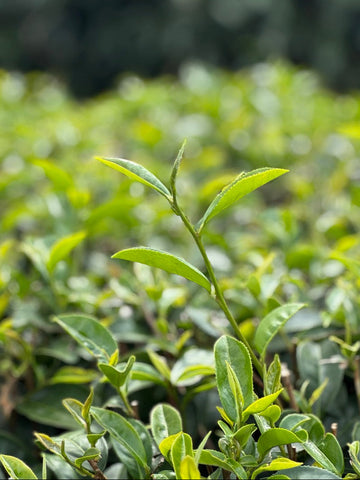 Camellia sinensis and varieties of tea
