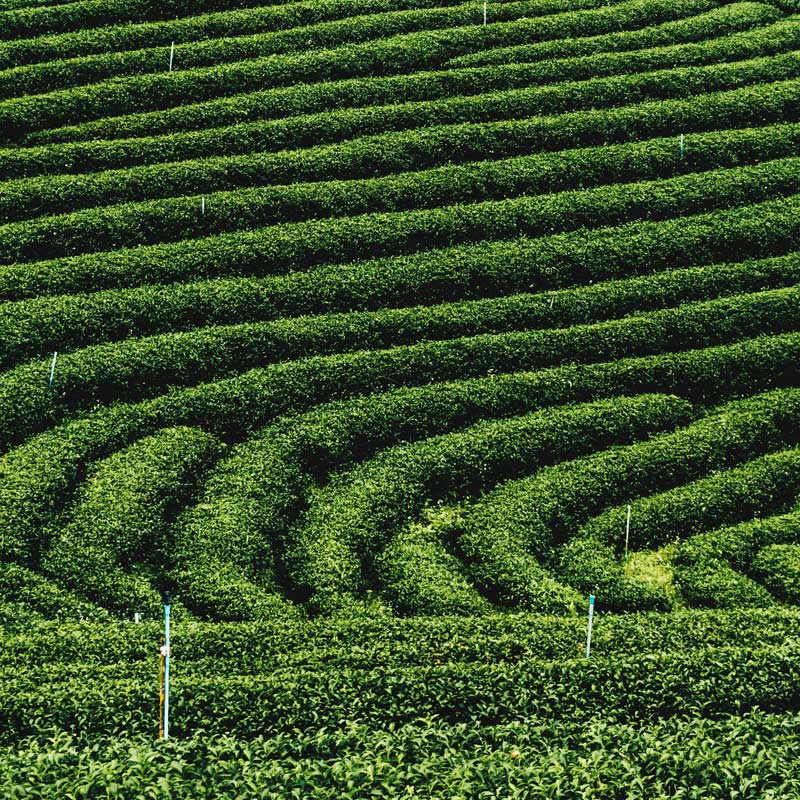 Journey into the world of tea.
